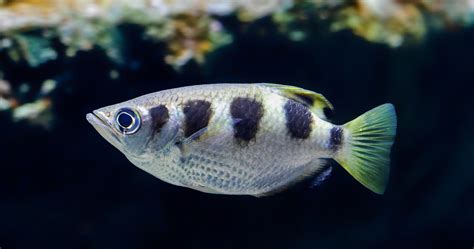 arrow fish|Archerfish Fish Facts .